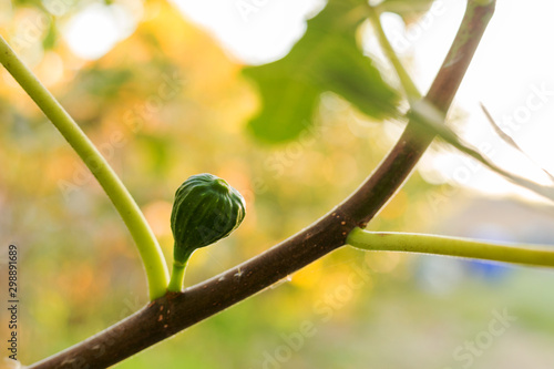 Wallpaper Mural Unripe fresh green fig growing, ripening on a branch of a fig tree with green leaves. Farming, gardening, harvest concept. Torontodigital.ca