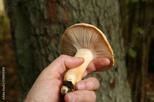 Tableau sur toile Mycologist demonstrates and talks about various forest mushrooms