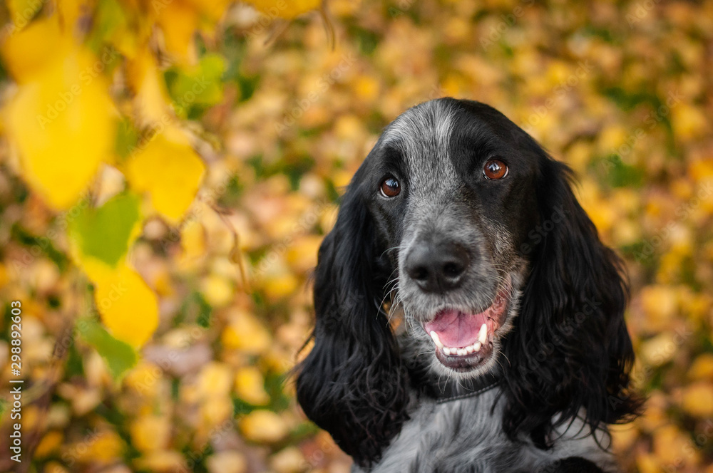 cute dog russian spaniel breed in autumn fall park or forest. Portrait of spotted dog with yellow leaves
