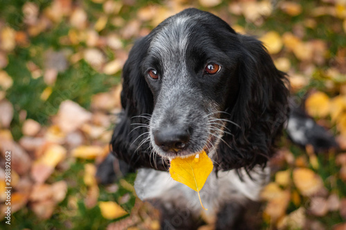 cute dog russian spaniel breed in autumn fall park or forest is holding yellow leaf in mouth in teeth
