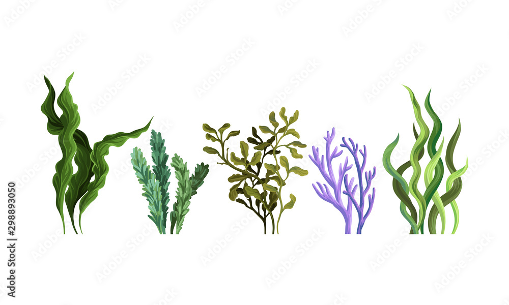 Set of green algae. Vector illustration on a white background. - obrazy, fototapety, plakaty 