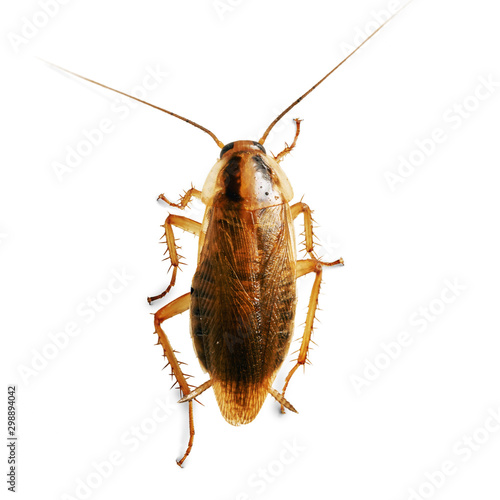 Domestic cockroach macro isolated on the white background © Georgy Dzyura