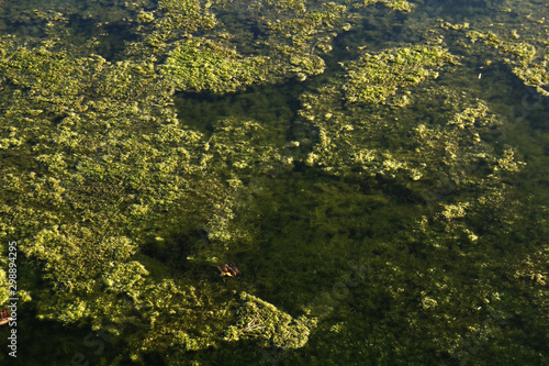 Bunch of moss in pond