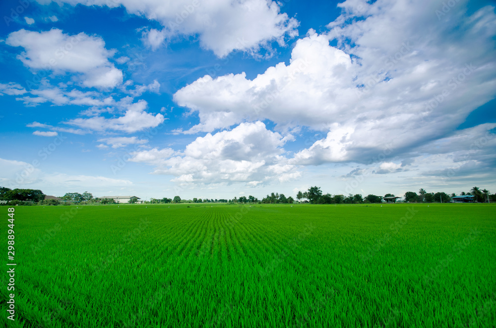 Obraz premium Rice field green grass blue sky cloud cloudy landscape