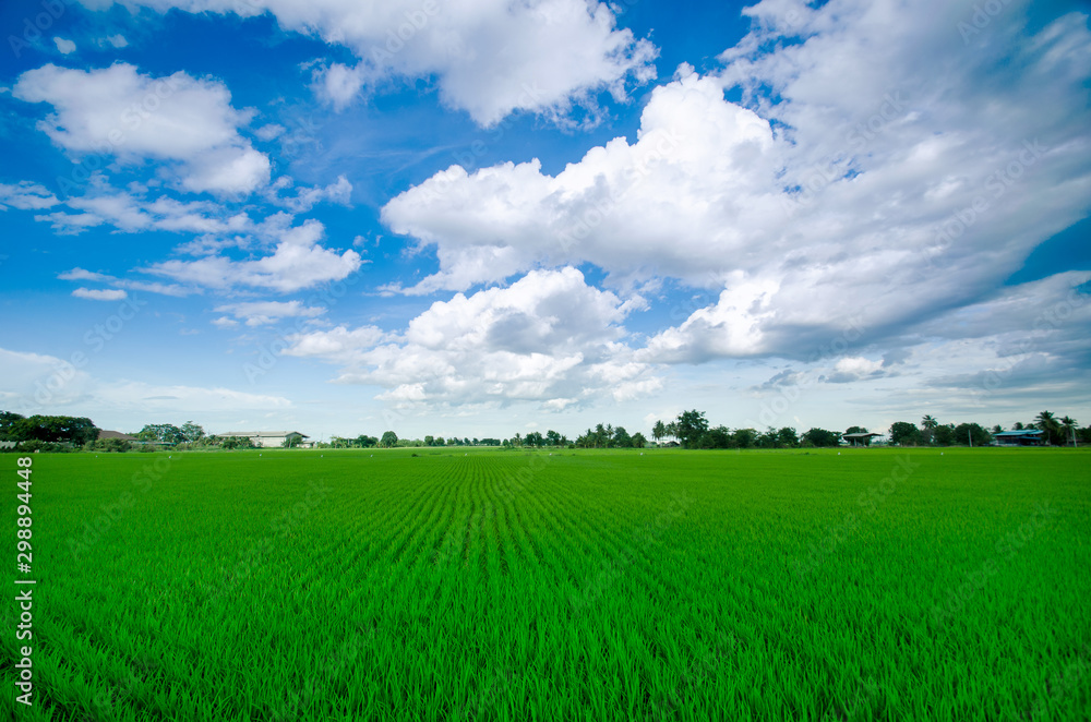 Rice field green grass blue sky cloud cloudy landscape