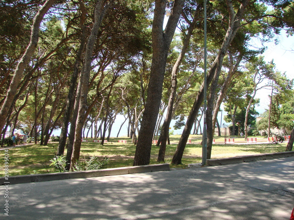 View from the road to the coastal park with sloping trees from the constant sea winds.