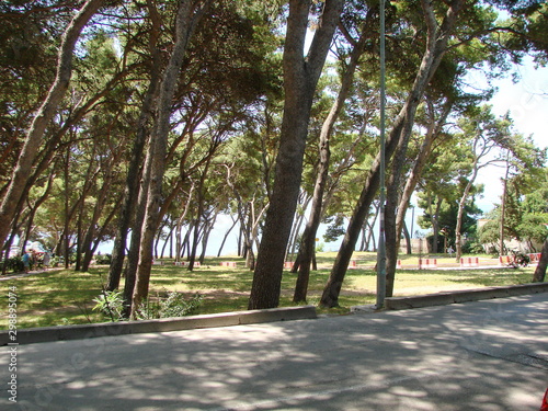 View from the road to the coastal park with sloping trees from the constant sea winds. © Hennadii