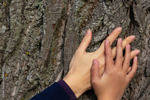 two hands on a background of tree bark. © mihail39