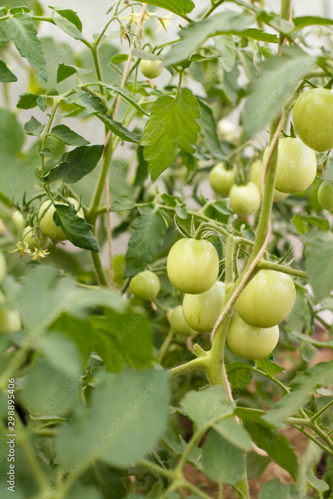 Unripe green tomatoes growing on bushes in the garden Unripe green tomatoes growing on bushes in the garden