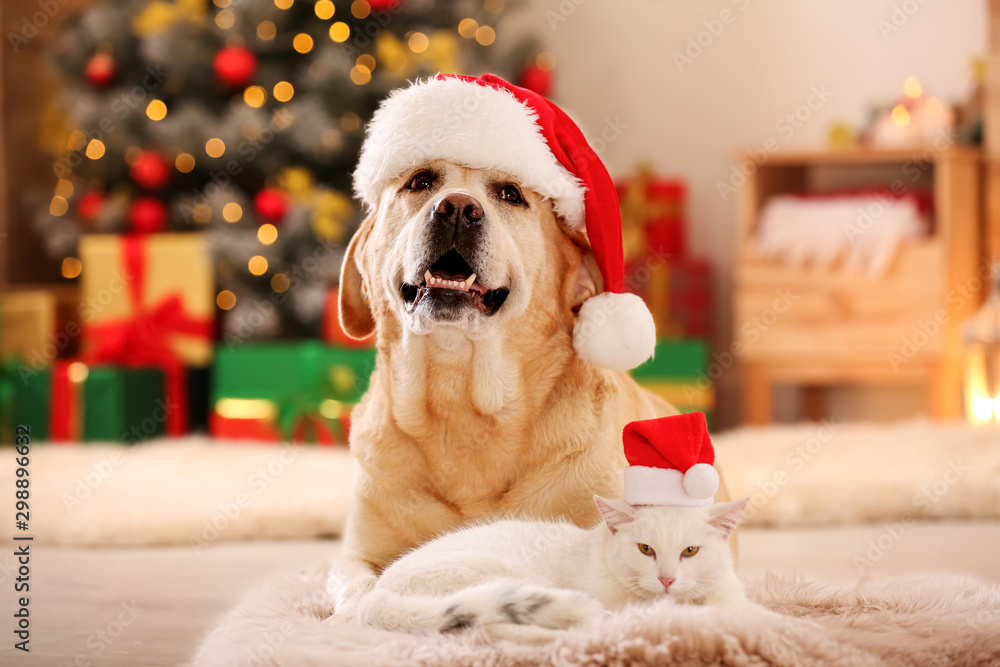 Adorable dog and cat wearing Santa hats together at room decorated for Christmas. Cute pets - obrazy, fototapety, plakaty 