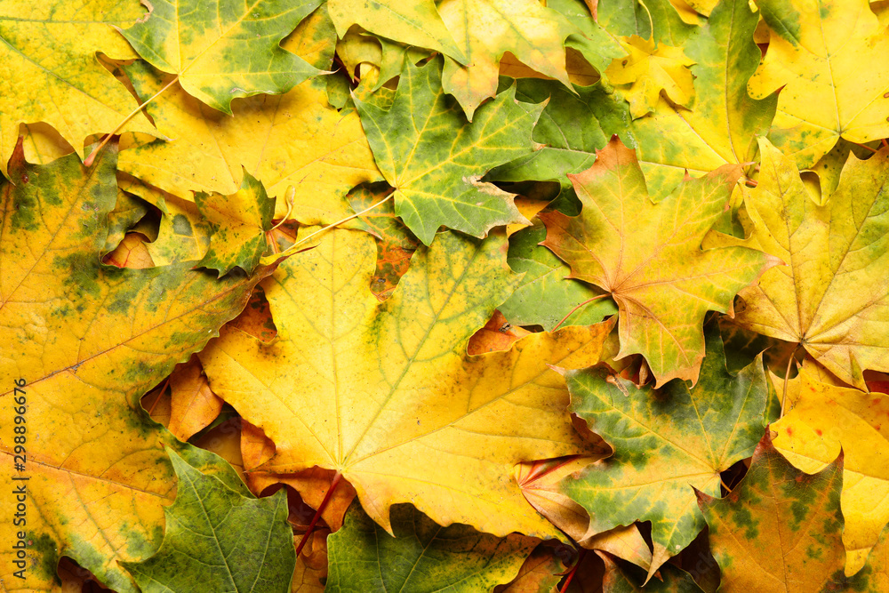Colorful autumn leaves as background, top view