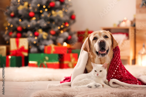 Adorable dog and cat together under blanket at room decorated for Christmas. Cute pets