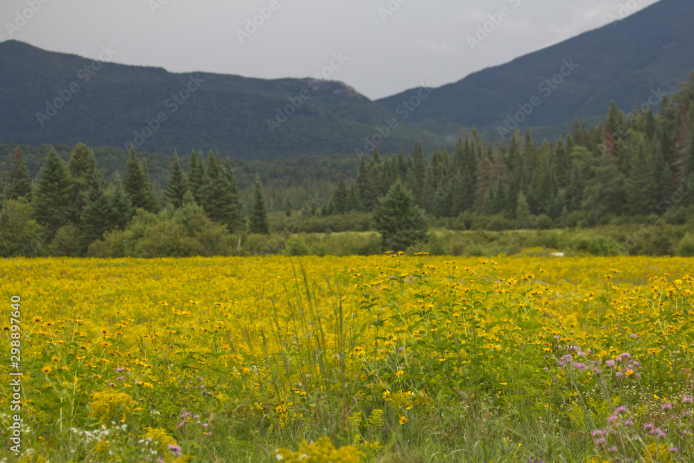 Wildflowers in the Adirondacks