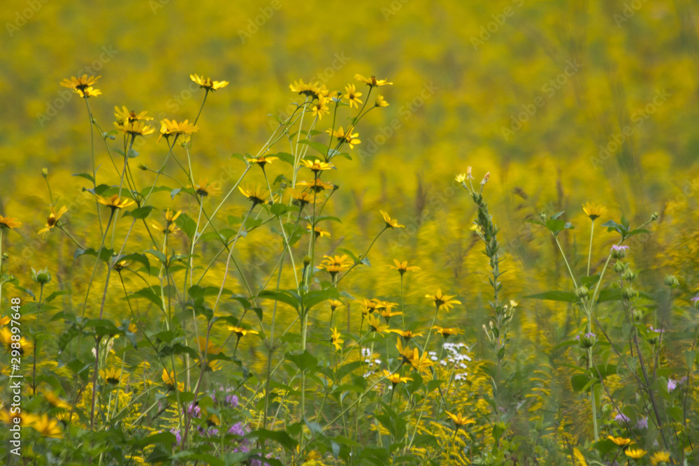 Obraz premium Summer Flowers in the Adirondacks