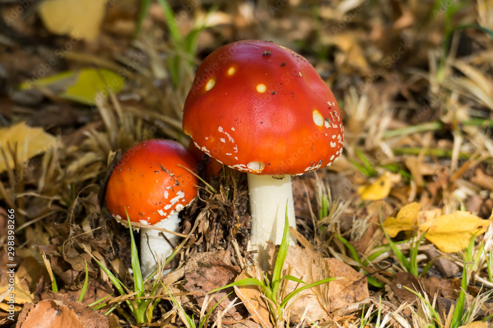 Fliegenpilz im Wald mit Herbstlaub auf dem Boden Fliegenpilz im Wald mit Herbstlaub auf dem Boden