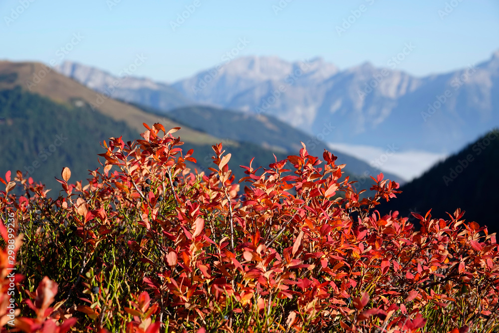 beautiful view to the alps on a sunny day with blue berries in the foreground in autumn colors