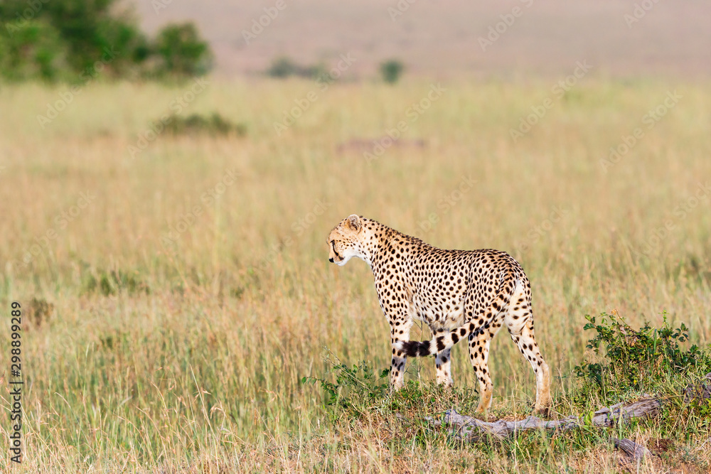 Naklejka premium Curious Cheetah in the savanna