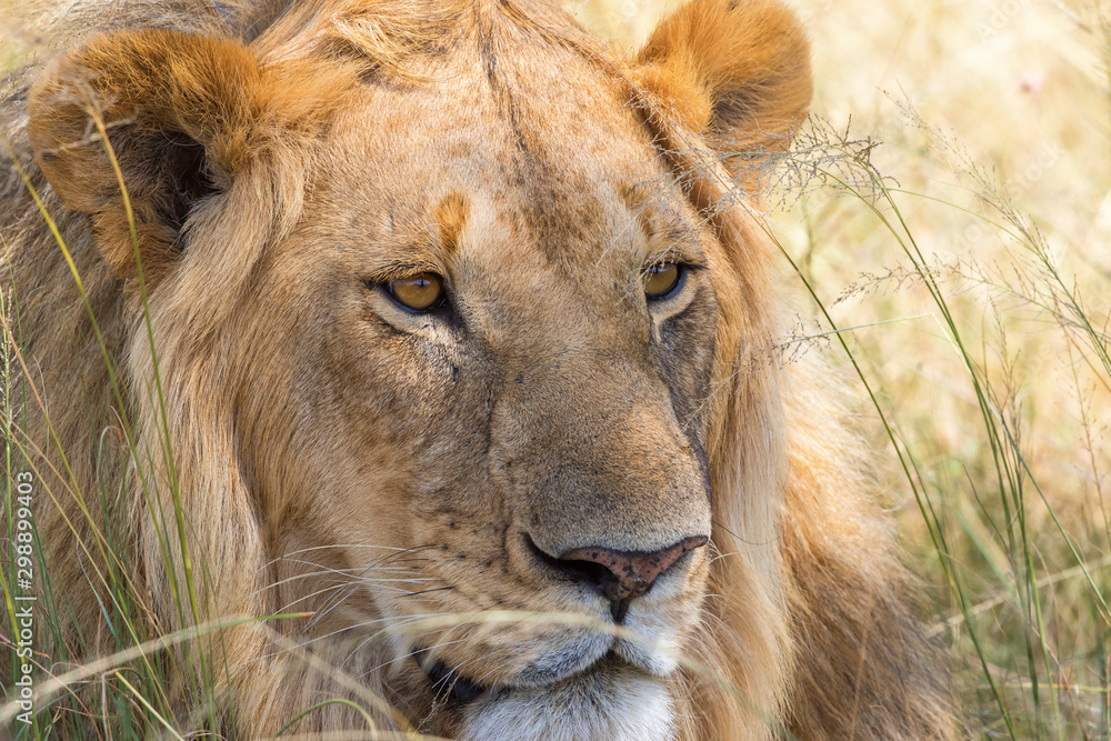 Obraz premium Staring male lion in the grass