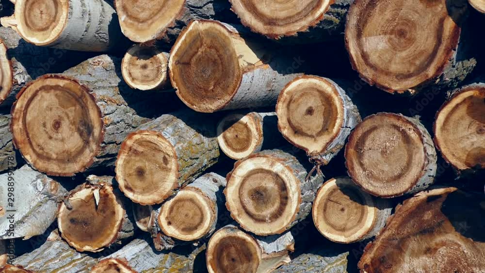 cut poplar trees, cut poplar trees for timber, lumber trade, poplar timber for construction, cut poplar trees, cut poplar trees for timber, lumber trade, poplar timber for construction,