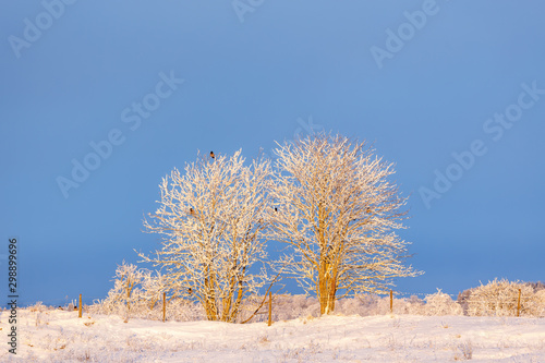 Trees with hoarfrost and crows in the trees