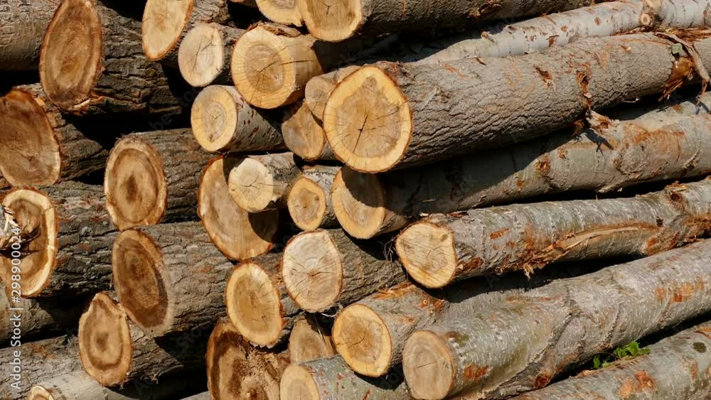 cut poplar trees, cut poplar trees for timber, lumber trade, cut poplar trees, cut poplar trees for timber, lumber trade,