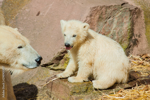 Junger Eisbär (Ursus maritimus) im Zoo © Jearu