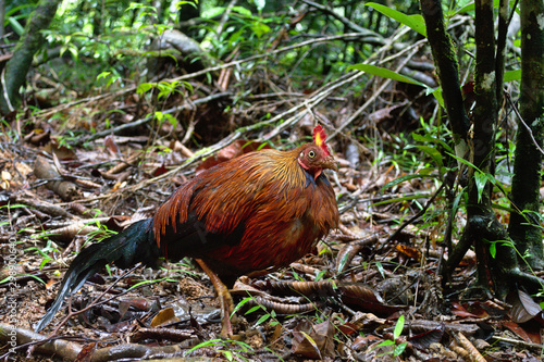 Sri Lankan junglefowl photo