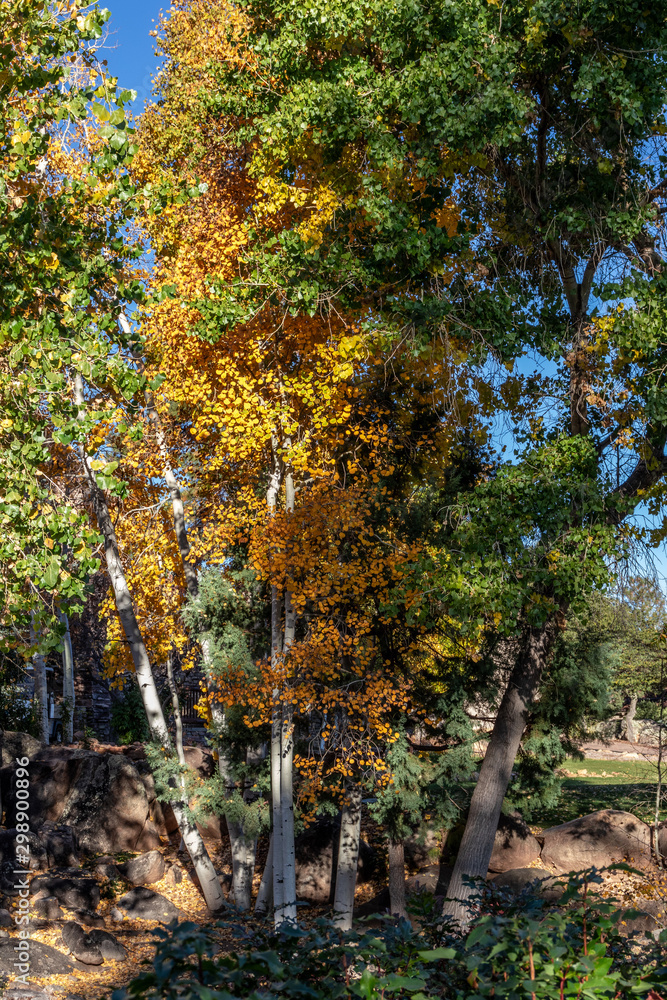 Naklejka premium Fall foliage in Prescott Arizona