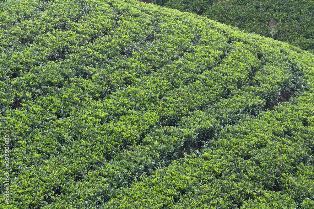 Tea plantation Tea plantation