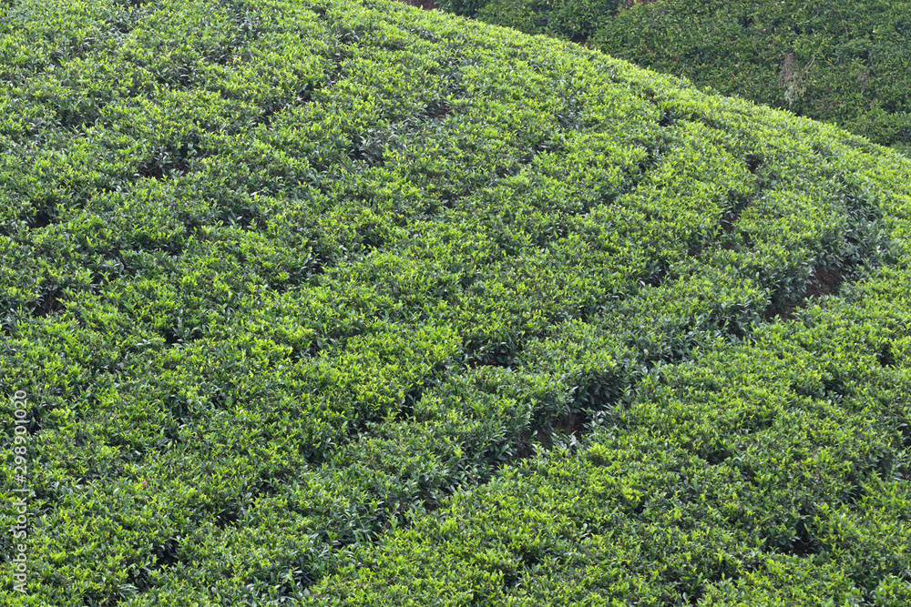 Tea plantation