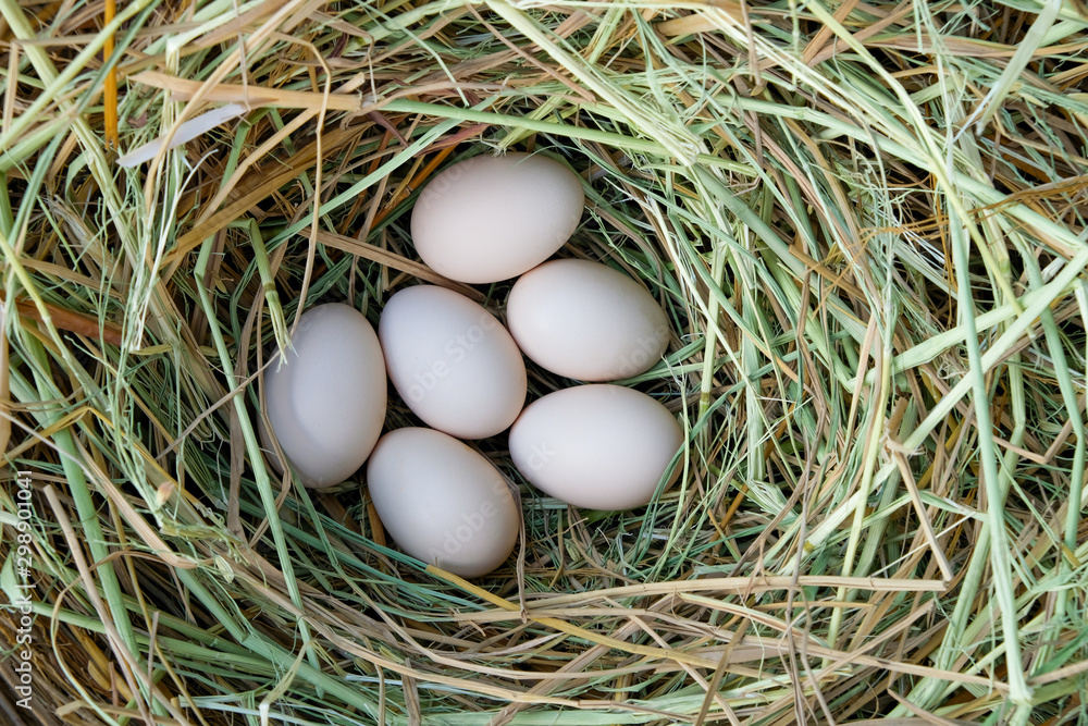 fresh chicken eggs with nest in farm. a pile of white eggs in a nest. Eggs organic of farmer. fresh chicken eggs with nest in farm. a pile of white eggs in a nest. Eggs organic of farmer.