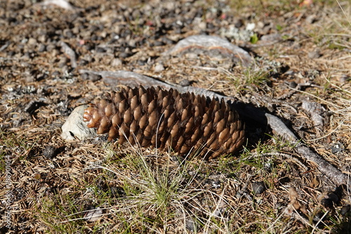beautiful spruce cone lying on the forest floor on moss