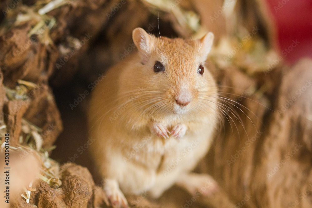 Mongolische Wüstenrennmaus (Meriones) als Haustier Mongolische Wüstenrennmaus (Meriones) als Haustier
