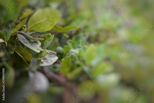 Green snake hanging on the tree, blurred green leaves background.