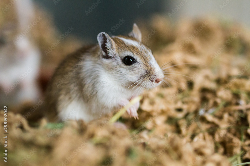 Mongolische Wüstenrennmaus (Meriones) als Haustiere Mongolische Wüstenrennmaus (Meriones) als Haustiere