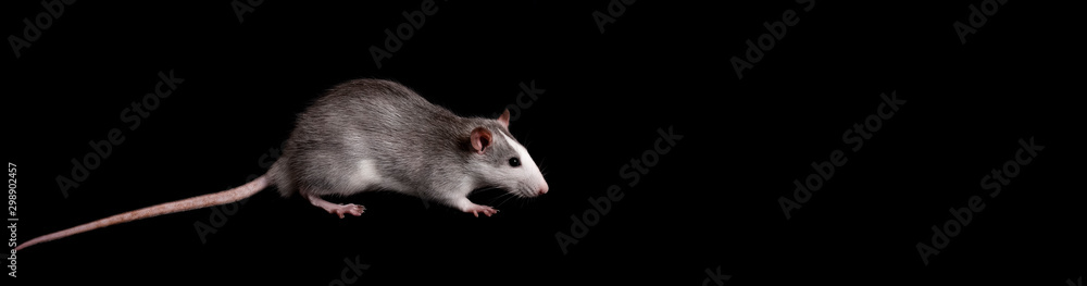 Gray rat isolated on black background. Rodent pets. Domesticated rat close up. The rat is looking at the camera Gray rat isolated on black background. Rodent pets. Domesticated rat close up. The rat is looking at the camera