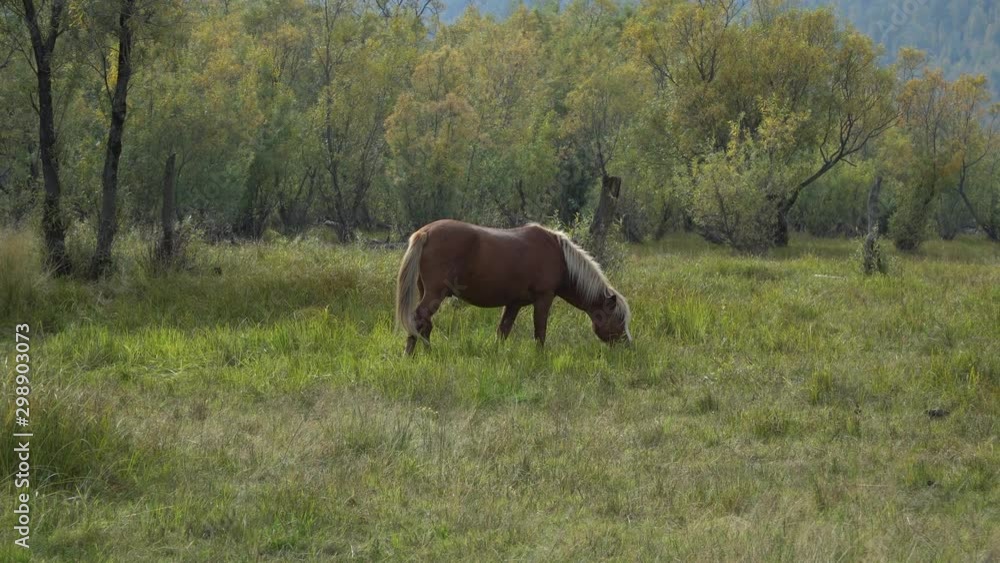 Chestnut horse grazing pastures in the field with trees and hills on the background. Chestnut horse grazing pastures in the field with trees and hills on the background.
