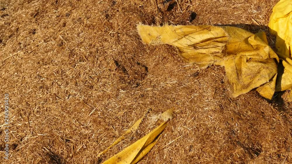 moldy old hay, old moldy hay in degraded condition, Stock ビデオ Adobe Stock