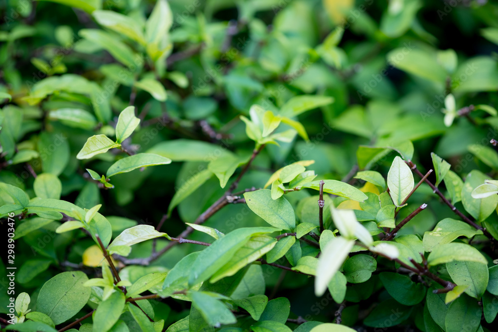 Obraz premium Closeup nature view of green leaf