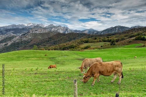 Cows graze in the Picos de Europa National Park.