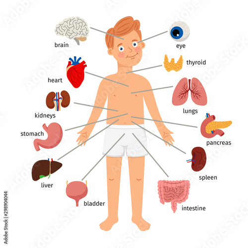 .Boy body internal organs. Medical human anatomy for children, cartoon child organ set, cute kid viscera systems diagram isolated on white background, vector illustration