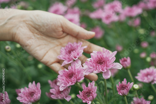 Women hand touching the purple chrysanthemum (Selective focus) photo