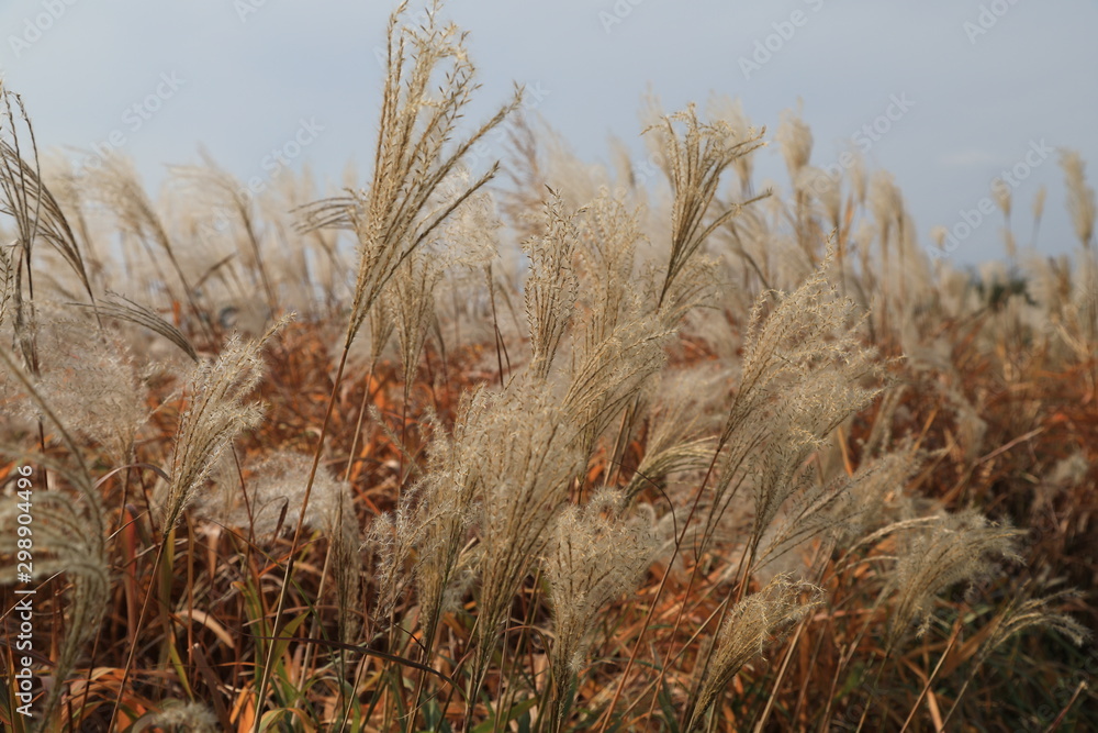 Fototapeta premium field of silvergrass