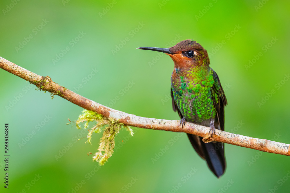 Fototapeta premium White-tailed Hillstar - Urochroa bougueri, beautiful colored hummingbird from Andean slopes of South America, Hollin waterfall, Ecuador.