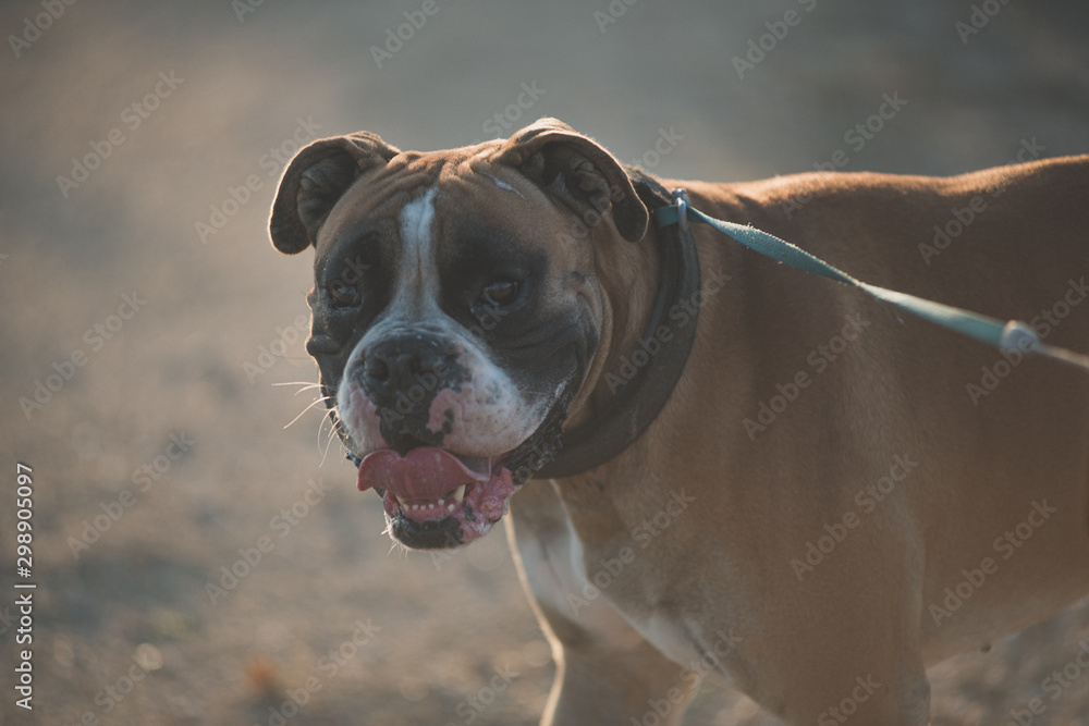  Boxer breed dog during one of his daily walks in the park at the fall of the sun