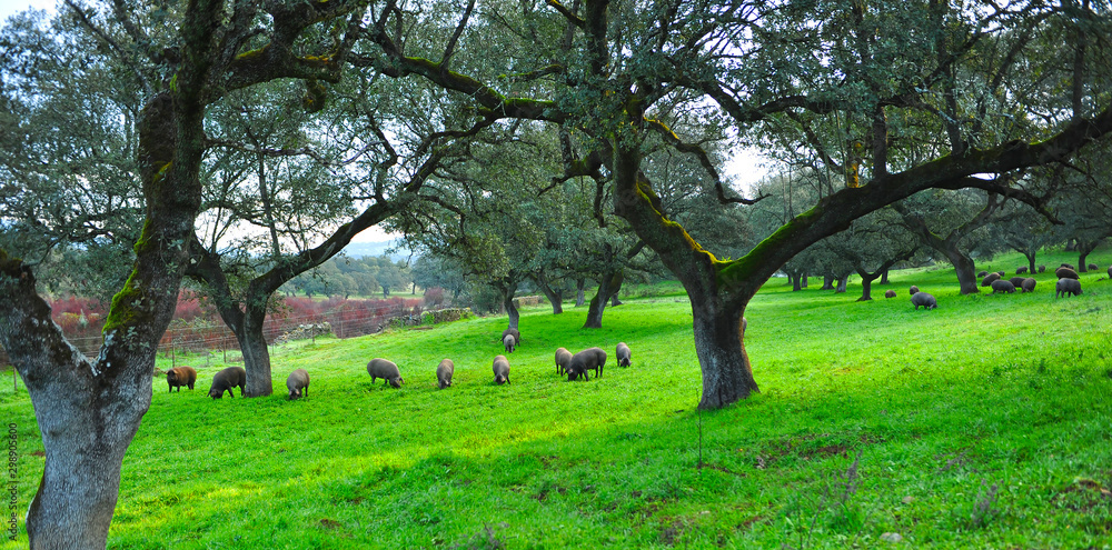 Cerdos ibéricos comiendo bellotas cerca de Cumbres Mayores, provincia de Huelva, Andalucía, España Cerdos ibéricos comiendo bellotas cerca de Cumbres Mayores, provincia de Huelva, Andalucía, España