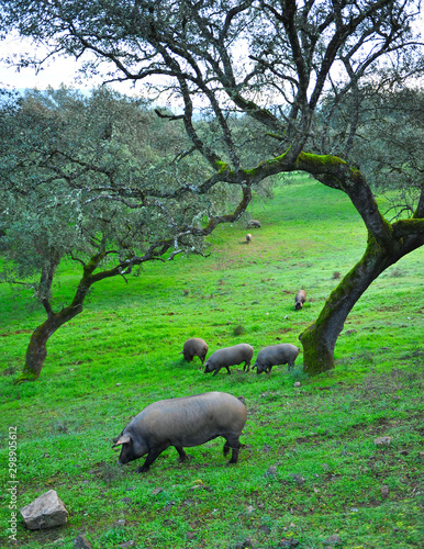 Iberian pigs feeding on acorns near the village of Cumbres Mayores, Huelva province, Andalusia, Spain