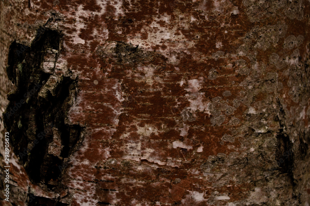 The bark of an old pine tree closeup. Wood texture. The bark of an old pine tree closeup. Wood texture.
