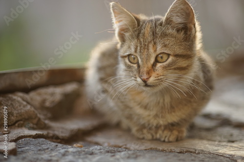 Cute tabby cat relax outdoors, close up portrait
