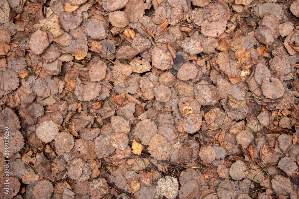 The ground is strewn with autumn dry fallen leaves in the forest. Floral brown and orange background close-up. The ground is strewn with autumn dry fallen leaves in the forest. Floral brown and orange background close-up.